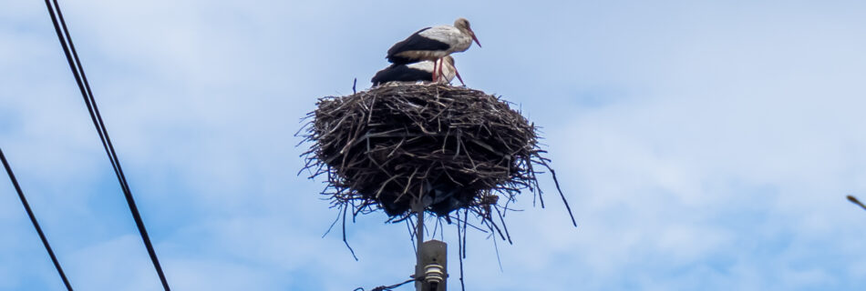 two storks in a nest