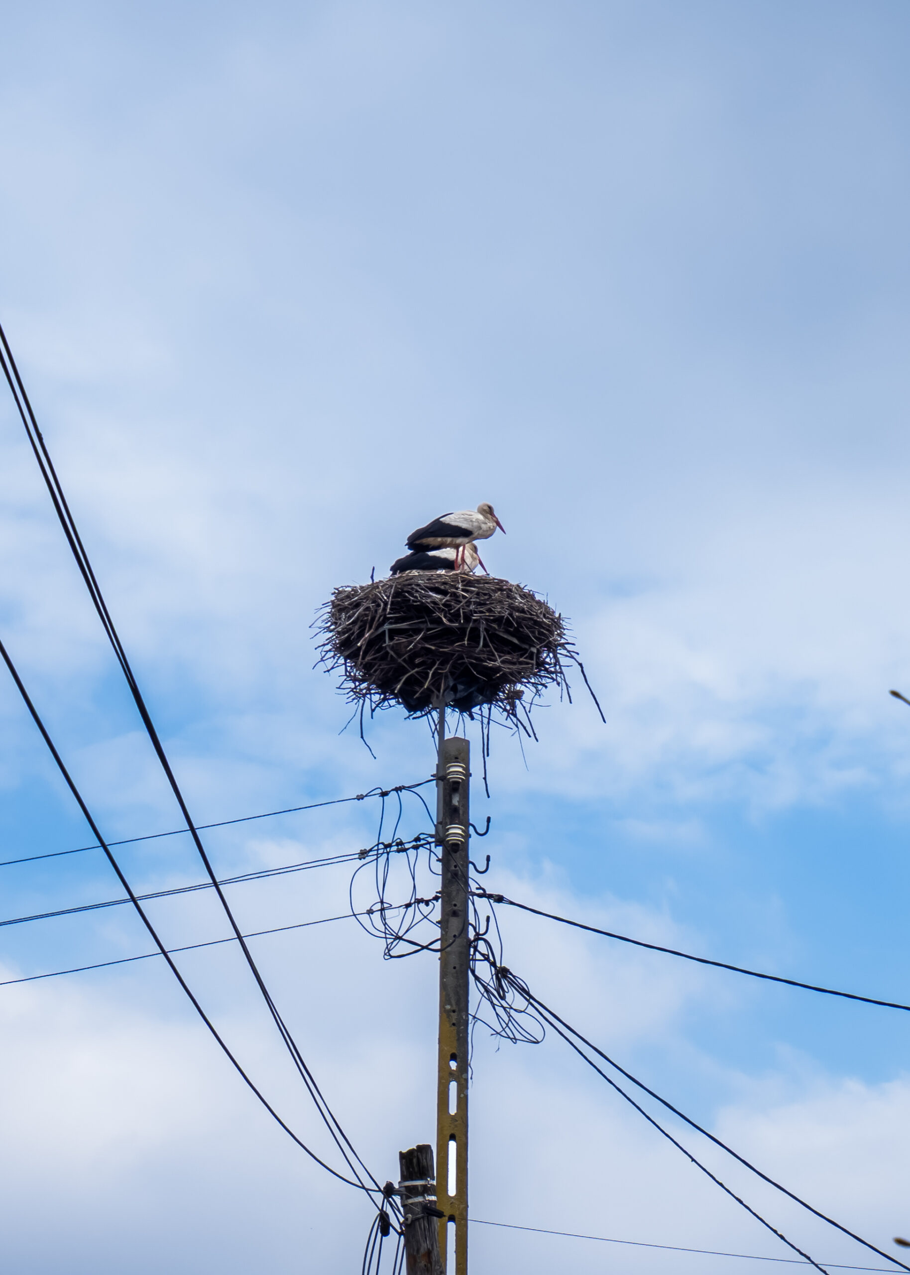Poland, the storks, and a great Ukrainian poet
