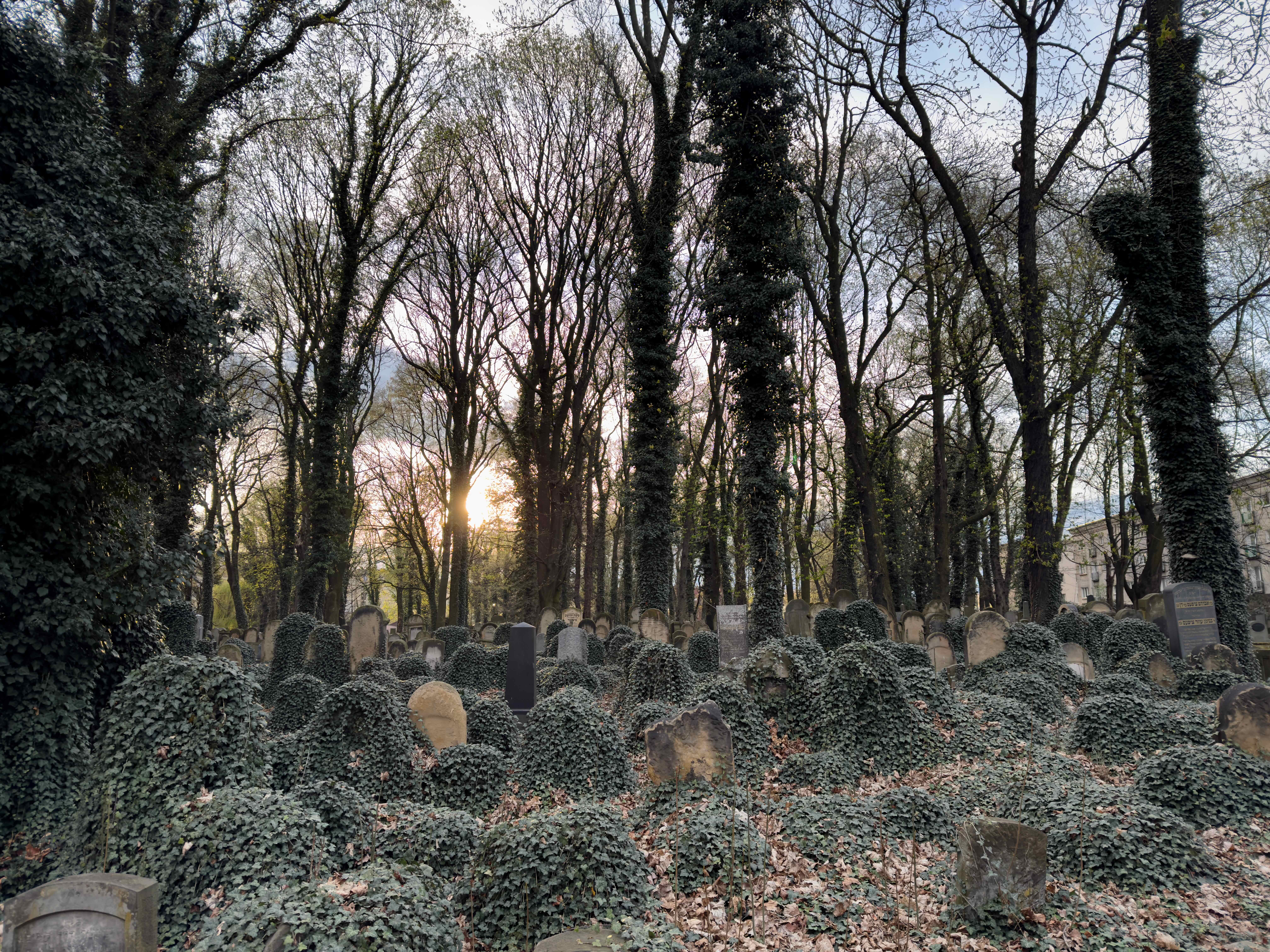The New Jewish Cemetery at sunset, with ivy covered matzevot and trees. 
