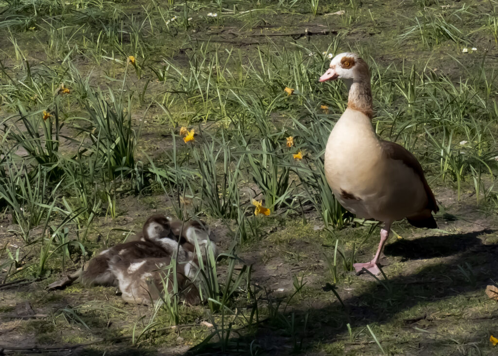 In Den Haag, a bird of some kind watches over her chicks. I think it's a goose. There are 3 baby chicks to the left in grass, and the momma bird looks sideways at them from the right.